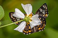 Tricolour Pied Flat Coladenia indrani uposatha