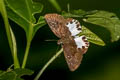 Water Snow Flat Tagiades litigiosa litigiosa