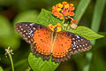 Western Red Lacewing Cethosia biblis perakana