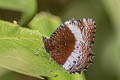 White-banded Palmfly Elymnias dara daedalion