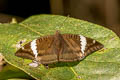 White-edged Blue Baron Euthalia phemius phemius