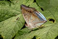 White-edged Blue Baron Euthalia phemius phemius