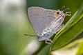 White Royal Pratapa deva relata