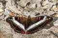 Common White Commodore Limenitis dudu secius
