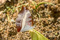Common White Commodore Limenitis dudu secius