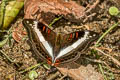 Common White Commodore Limenitis dudu secius