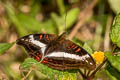 Common White Commodore Limenitis dudu secius