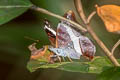 Common White Commodore Limenitis dudu secius