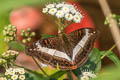 Common White Commodore Limenitis dudu secius