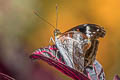 Common White Commodore Limenitis dudu secius