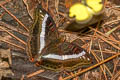 Common White Commodore Limenitis dudu secius