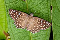 Yellow-spotted Angle Abaratha alida alida (Golden Angle)