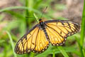 Yellow Coster Telchinia issoria sordice