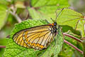 Yellow Coster Telchinia issoria sordice