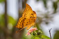 Yellow Gorgon Meandrusa payeni amphis