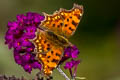 Himalayan Comma Nymphalis c-album