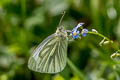 Veined White Pieris napi britannica (Green-veined White)