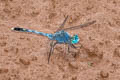 Diplacodes sp.