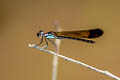 Heliocypha sp.