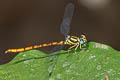 Rhinagrion mima