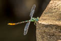 Rhinagrion viridatum 