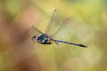 Zygonyx sp.