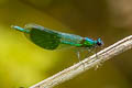 Banded Demoiselle Calopteryx splendens