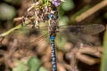 Migrant Hawker Aeshna mixta