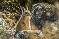 Mountain Viscacha Lagidium viscacia