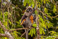 Dusky Langur Trachypithecus obscurus (Dusky Leaf Monkey)
