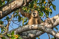 White-handed Gibbon Hylobates lar (Lar Gibbon)