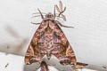 Acosmeryx anceus