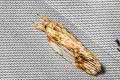 Aeolanthes sp.