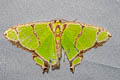 Agathia tetraplochorda