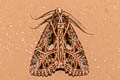 Ancara replicans