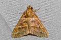 Bertula tespisalis