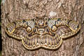 Hearsey's Owl Moth Brahmaea hearseyi
