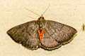 Calesia dasyptera