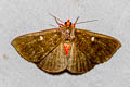 Calesia dasyptera