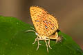 Callidula sakuni