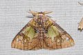 Carriola thyridophora