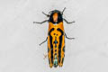Chalcidica mineus