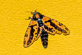 Chalcidica mineus