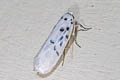 Comocritis cf. cyanobactra