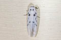 Comocritis cf. cyanobactra