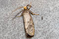 Compsoctena sp.