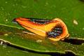 Coryptilum klugii