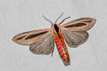 Baphomet Moth Creatonotos gangis