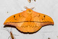 Cricula Silkmoth Cricula trifenestrata 