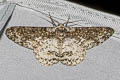 Cusiala raptaria